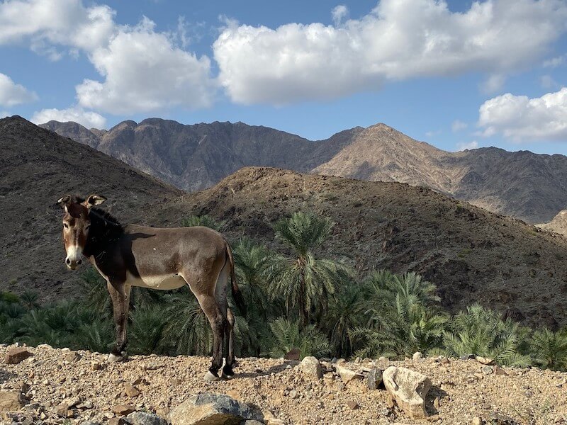 brown donkey at al hayl fujairah, al Hayl UAE