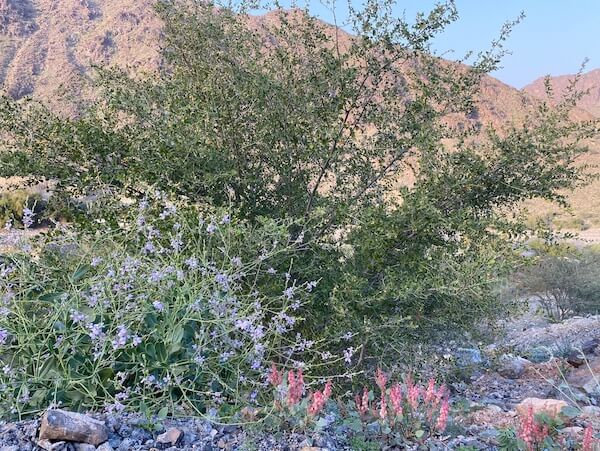 flowers on wadi al hail hiking trail showing biodiversity