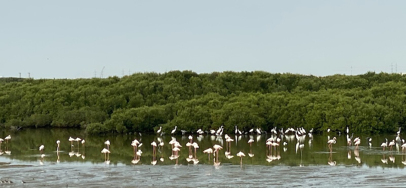 flamingos at al zorah Ajman