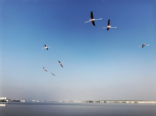 flamingos in flight al zorah