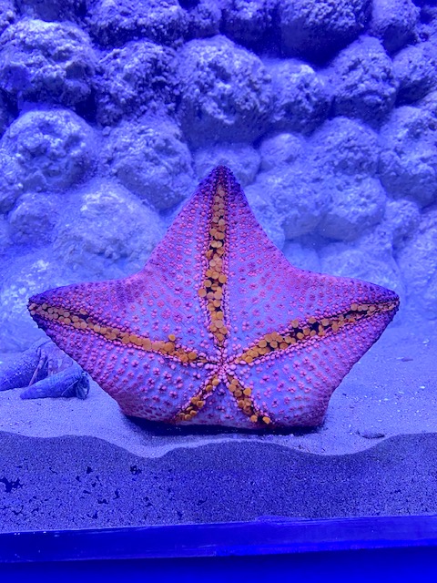 Starfish at Khor Kalba Mangrove Center