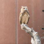 Owl at Vulture at Kalba Bird of Prey Centre, UAE