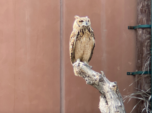 Owl at Vulture at Kalba Bird of Prey Centre, UAE