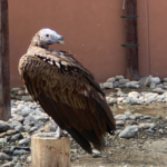 Kalba Bird of Prey Centre, UAE