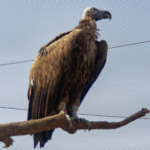 Vulture at Kalba Bird of Prey Centre, UAE