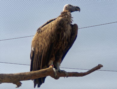 Vulture at Kalba Bird of Prey Centre, UAE