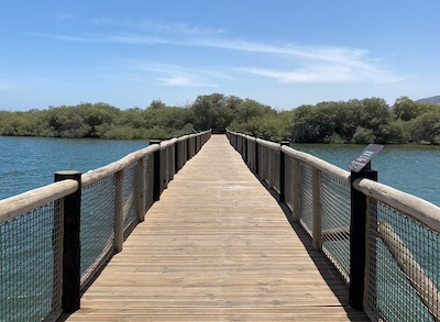 bridge to mangrove forest kalba mangrove centre