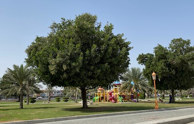 kalba park play area