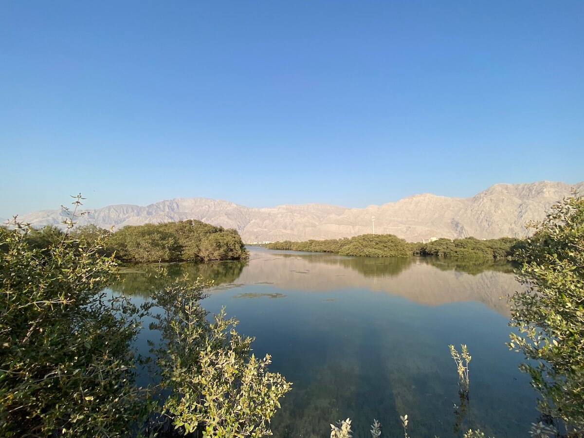 A view of mangroves, still sea and mountains
 in the background with a reflection
