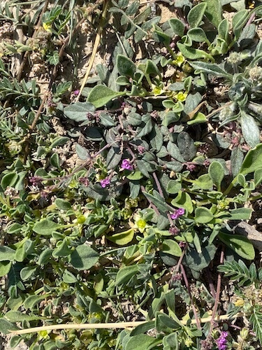 biodiversity at wadi al helo green plant with purple flower