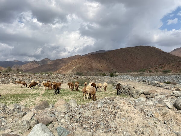 goats grazing at wadi al helo