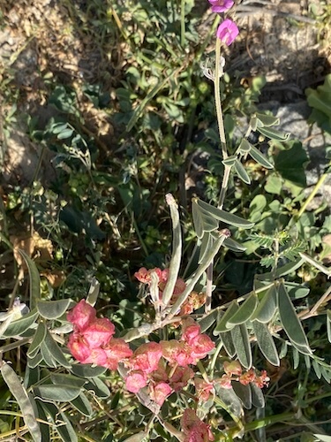 green plant with light red flower at wadi al helo biodiversity