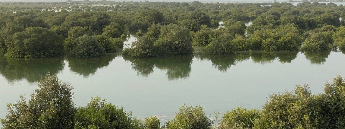 Umm al Quwain mangroves
