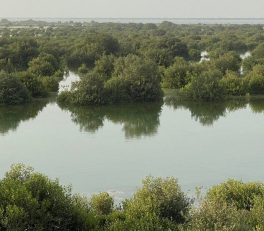 Umm al Quwain mangroves