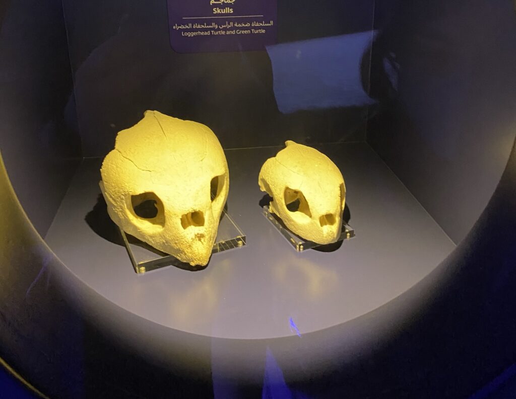 Turtle skulls Khor Kalba Mangrove Centre