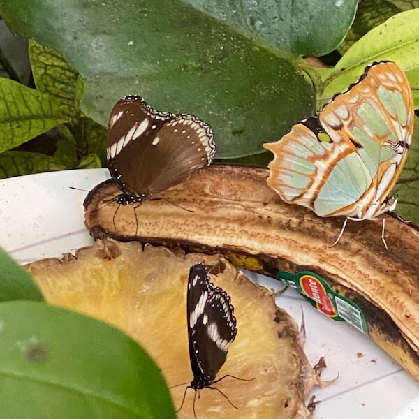 butterflies eating at noor island butterfly house sharjah