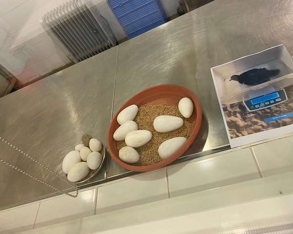 eggs in incubation room at Wasit Wetlands Centre Sharjah