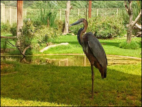 Goliath Heron in outdoor aviary at Wasit Wetlands Centre Sharjah