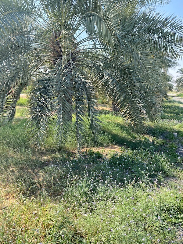 palm grove manama ajman