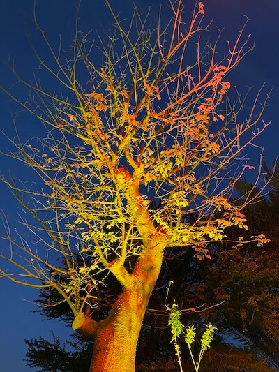 tree lit up at night on noor island sharjah