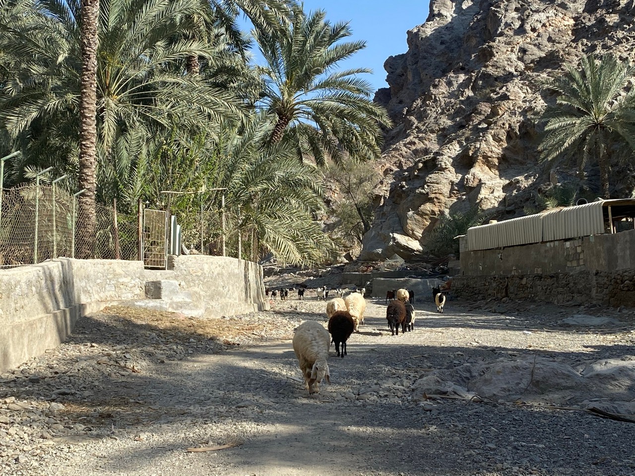 Wadi Asima