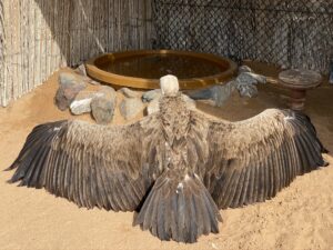 Bird of prey at Kalba Bird of Prey Centre, UAE