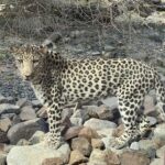 Leopard at Al Hefaiyeh Mountain Conservation Centre, Kalba