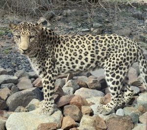Leopard at Al Hefaiyeh Mountain Conservation Centre, Kalba