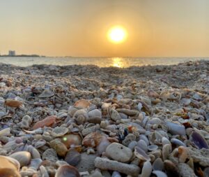 Shells on Al Zorah Beach