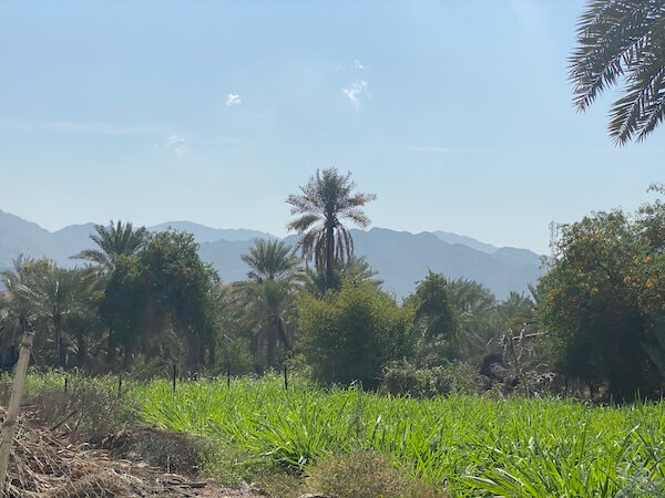 Madha Oman farming area
