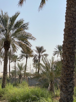 Al Dhaid Oasis