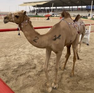 asayel camel at camel beauty pageant