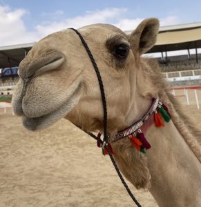 Asayel camel at camel beauty pageant Al Dhafra