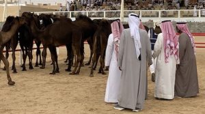 camel beauty pageant judges