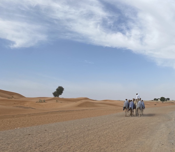 Al Dhaid camel race track