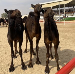 Majahim camels Al Dhafra camel Festival