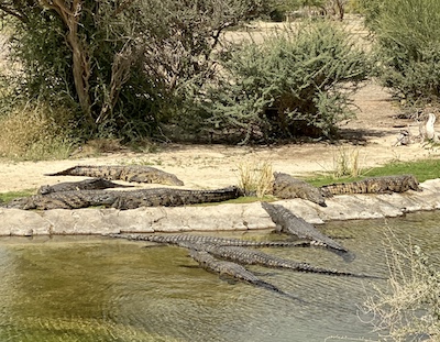 sharjah safari crocodiles