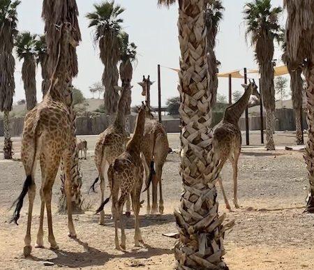 sharjah safari giraffes
