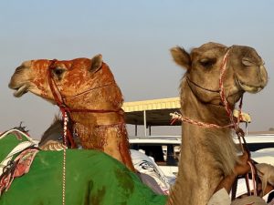 Al Dhafra Festival camel festival camel beauty pageant