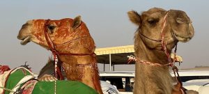 al dhafra festival camel beauty pageant