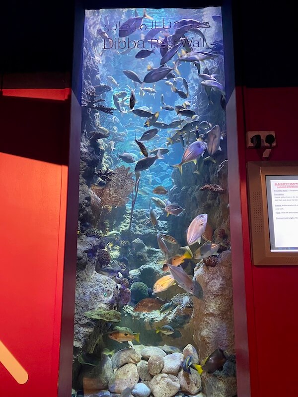 Sharjah Aquarium Dibba Reef Wall