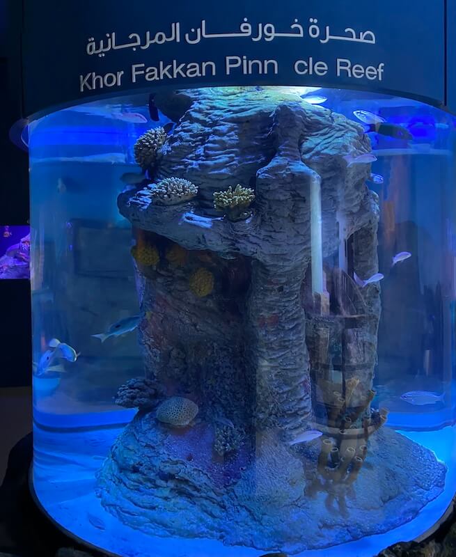 sharjah aquarium khor fakkan pinnacle reef exhibit