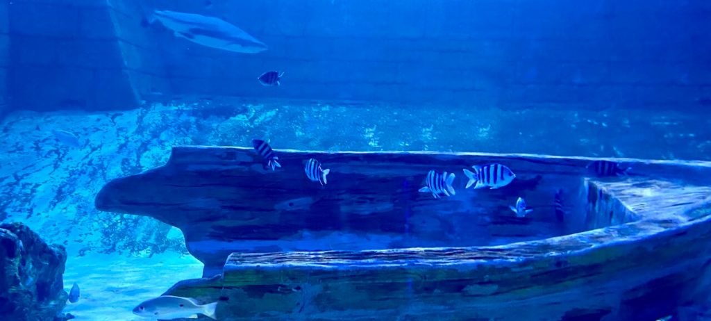 fish in sharjah aquarium sharjah
