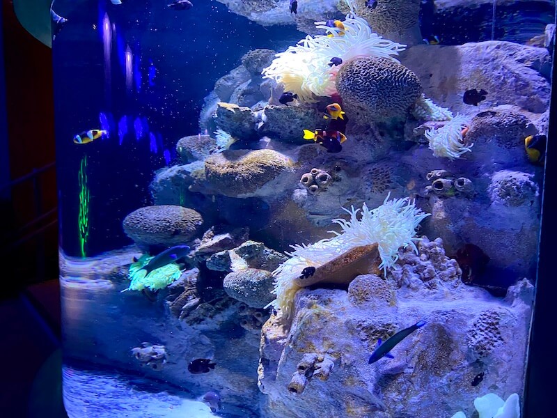 sharjah marine aquarium