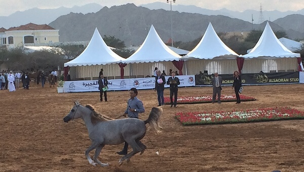 A horse performing at the Arabian Horse Beauty Championship at Fujiarah Fort