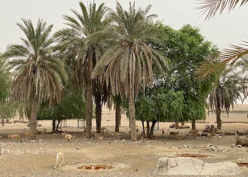outdoor area at arabian wildlife centre sharjah - reasons to visit sharjah