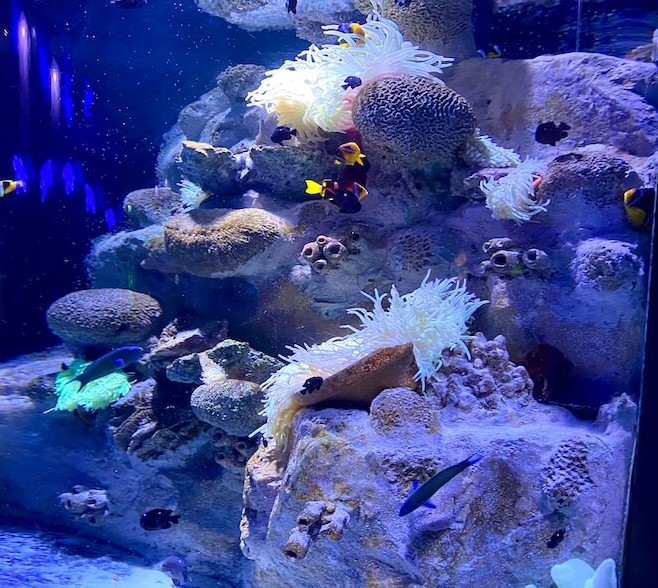 Sharjah Aquarium - top reasons why you should visit Sharjah