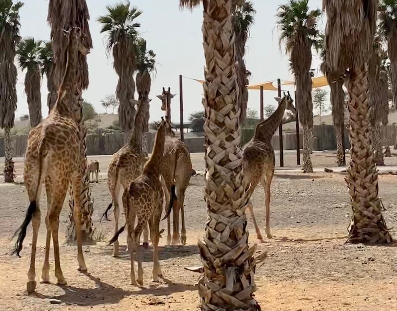 Giraffes at Sharjah Safari, Sharjah Wildlife Park