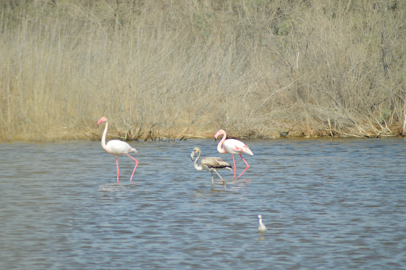flamingos at al wathba nature reserve