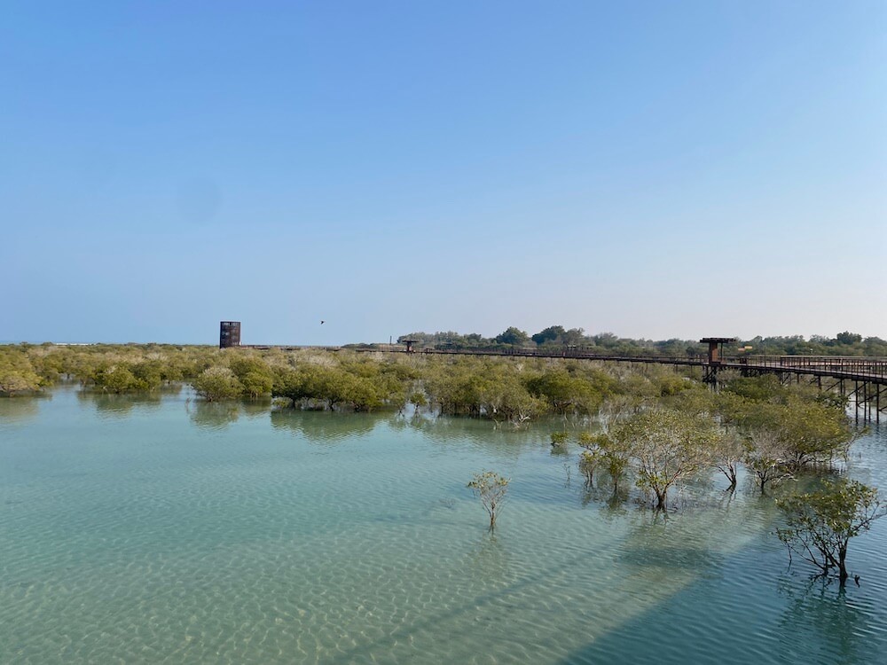 turquoise water of Arabian gulf with mangroves and boardwalk. 
 mangrove boardwalk al mirfa abu dhabi